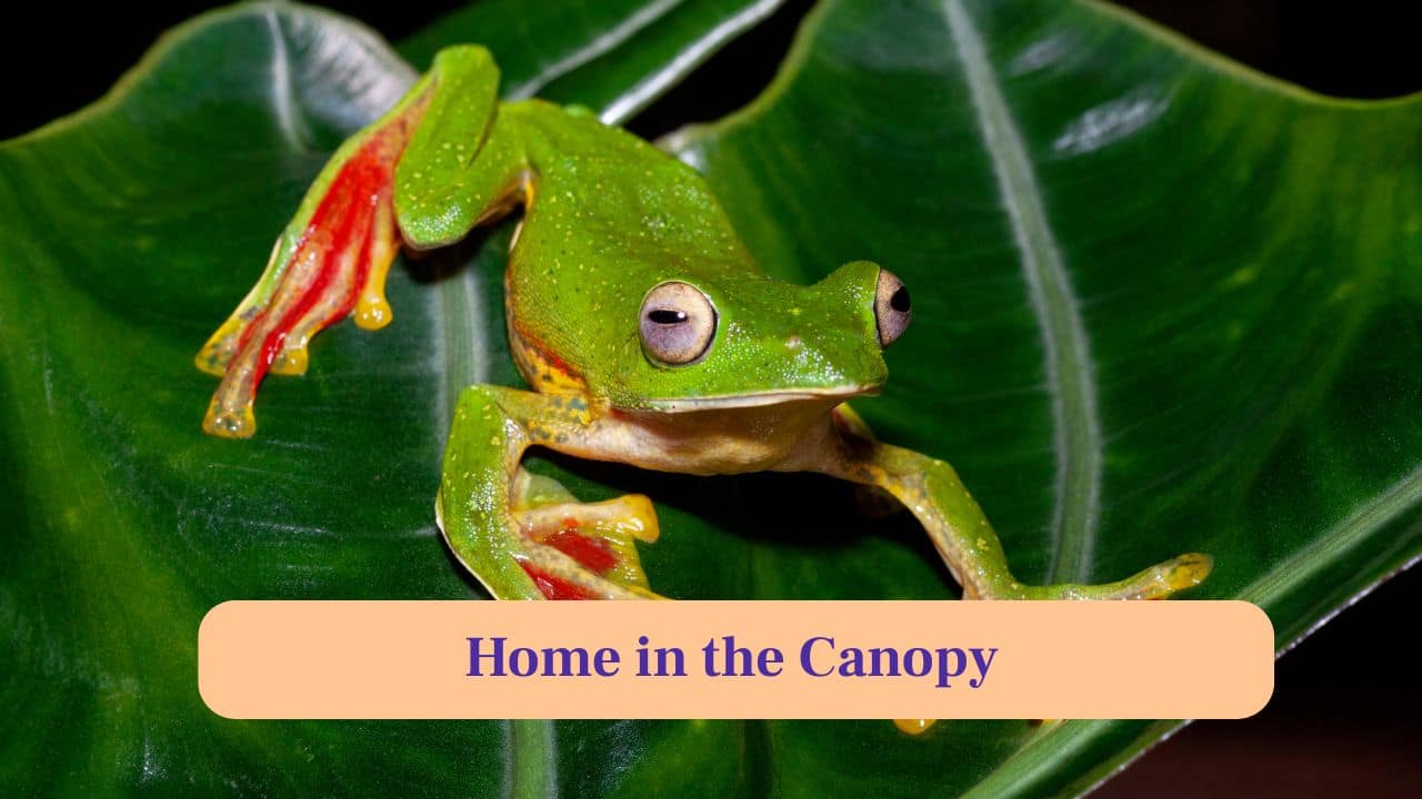 2. Home in Canopy: This frog lives high in the Western Ghats forests, spending most of its life amidst lush green trees. (Image: Canva)
