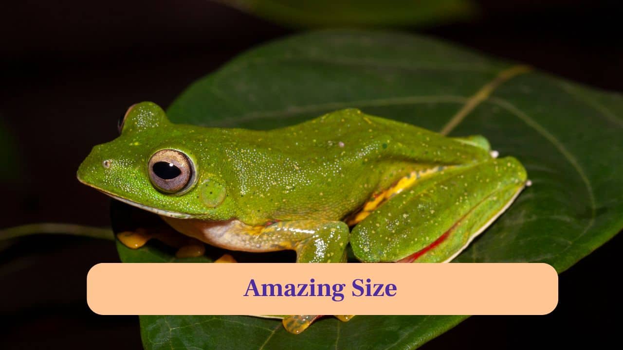 3. Amazing Size: One of India’s largest tree frogs, it grows up to 10 centimetres, making it noticeable among rainforest amphibians. (Image: Canva)