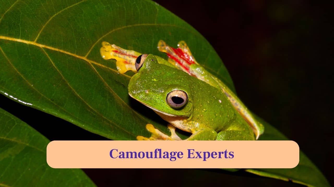 4. Camouflage Experts: Its green skin and yellow-black markings provide perfect camouflage against leaves, keeping it hidden from predators above. (Image: Canva)