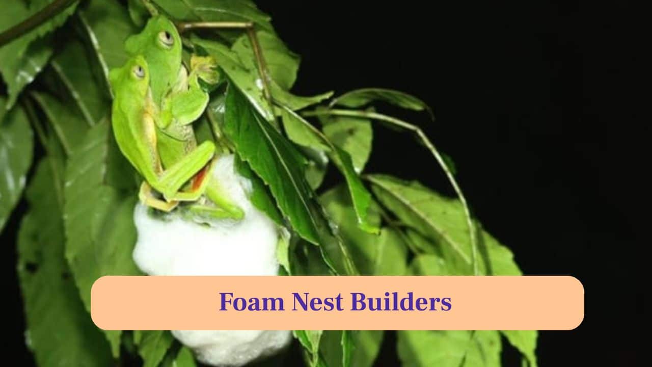 5. Foam Next Builders:During reproduction, females create foamy nests above water, protecting eggs from predators and giving tadpoles safe hatching grounds. (Image: Canva)