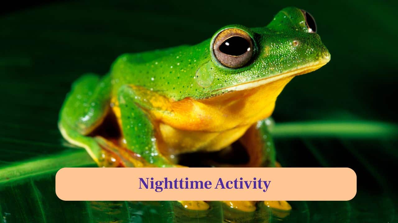 6. Nighttime Activity: Mostly nocturnal, these frogs hunt insects and small invertebrates at night, using excellent vision to catch prey efficiently. (Image: Canva)