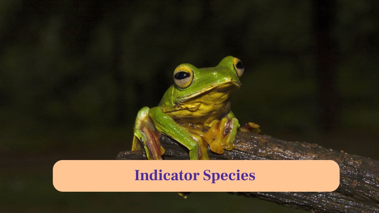 7. Indicator Species: Presence of Malabar Gliding Frogs signals healthy, undisturbed forest ecosystems and rich biodiversity in the Western Ghats region. (Image: Canva)