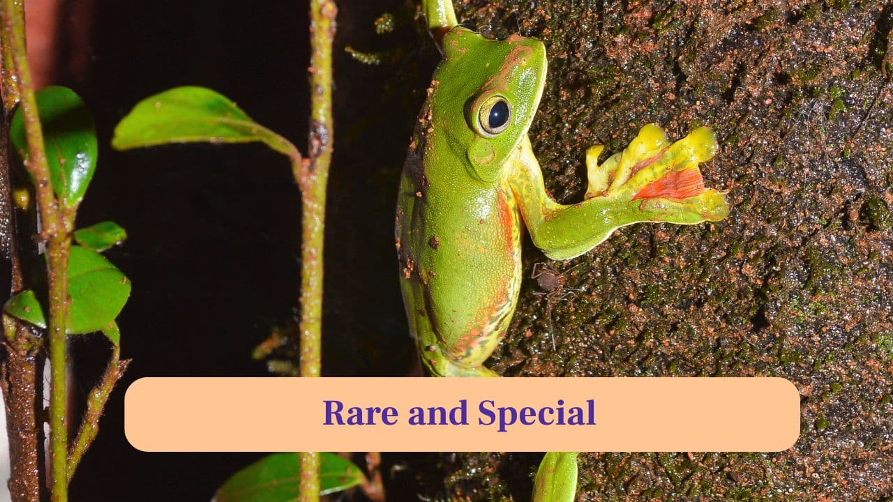 8. Rare and Special: Endemic to India, this frog is unique to the Western Ghats, making it an important species for conservation. (Image: Canva)