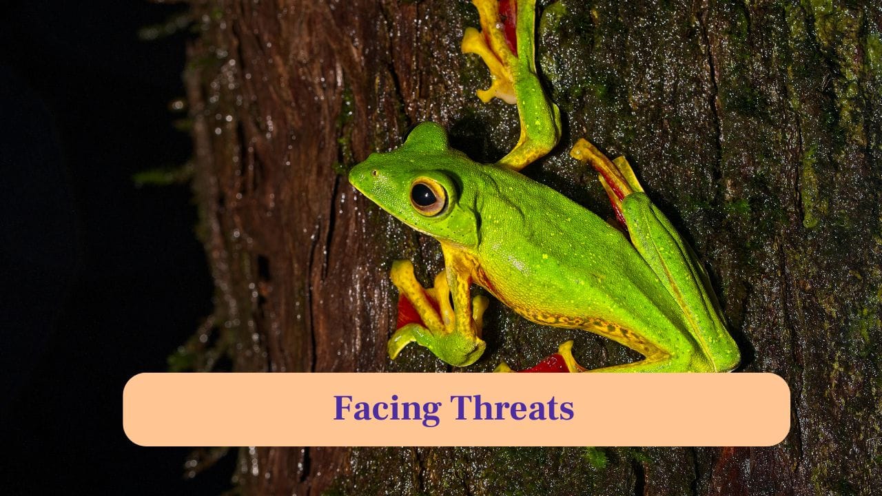 9. Facing Threats: Deforestation and habitat loss threaten its survival, highlighting the need to preserve Western Ghats rainforests urgently. (Image: Canva)