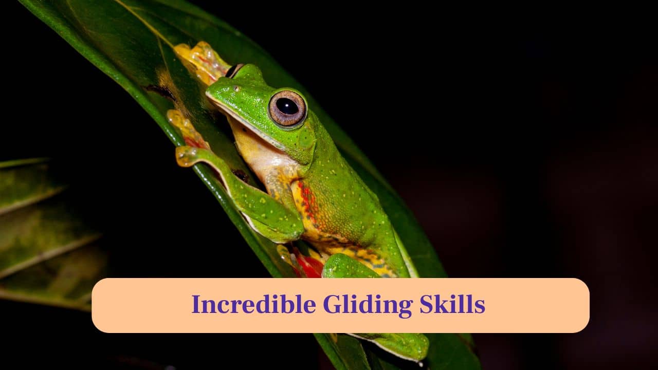 10. Incredible Gliding Skills: Its webbed feet allow the frog to glide distances between branches, escaping predators and exploring the treetops easily. (Image: Canva)