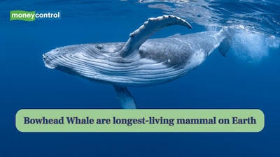 Bowhead Whale: The longest-living mammal on Earth
