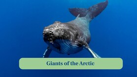 Bowhead Whale: The longest-living mammal on Earth