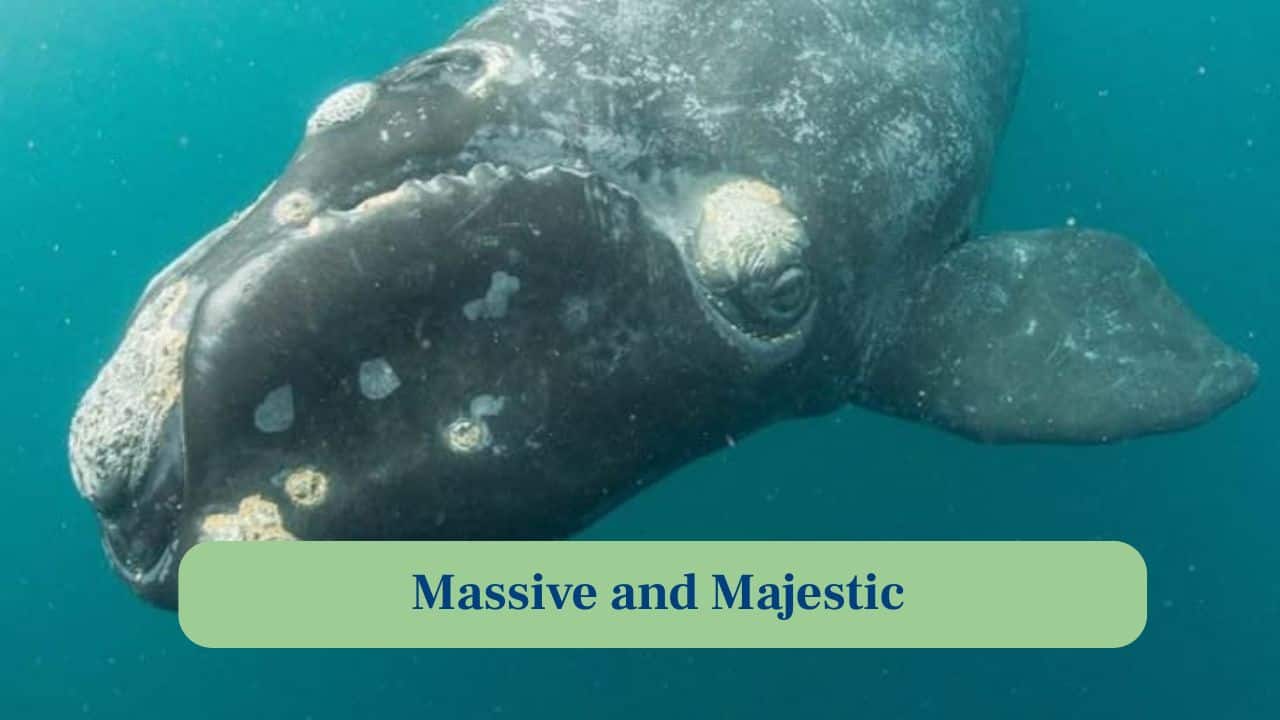 2. Massive and Majestic: These whales can grow over eighteen metres long, with powerful bodies built perfectly for endurance in polar waters. (Image: Canva)