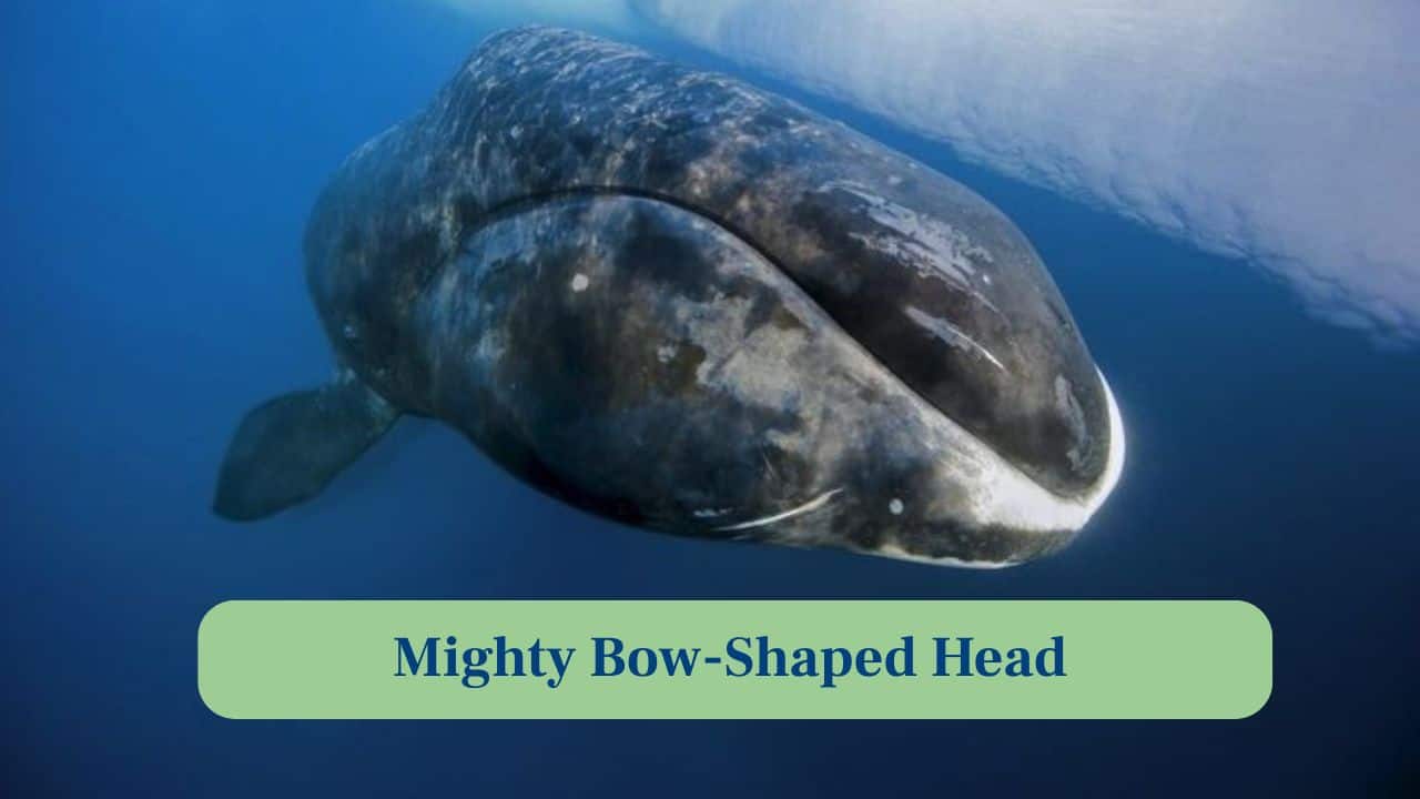 3. Mighty Bow shaped Head: Their distinctive bow-shaped skull helps break thick sea ice, allowing them to breathe in harsh, frozen conditions. (Image: Canva)