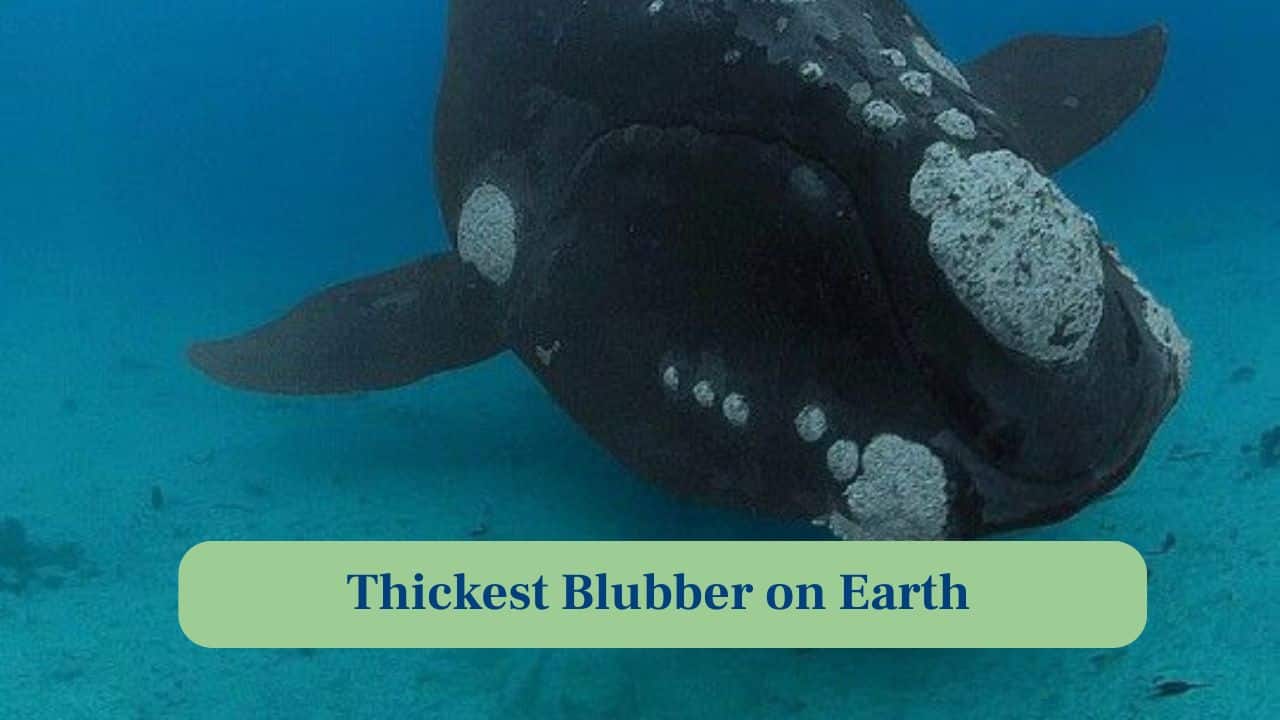 4. Thickest Blubber on Earth: Bowheads have up to half a metre of blubber, providing insulation against extreme Arctic cold and conserving energy efficiently. (Image: Canva)