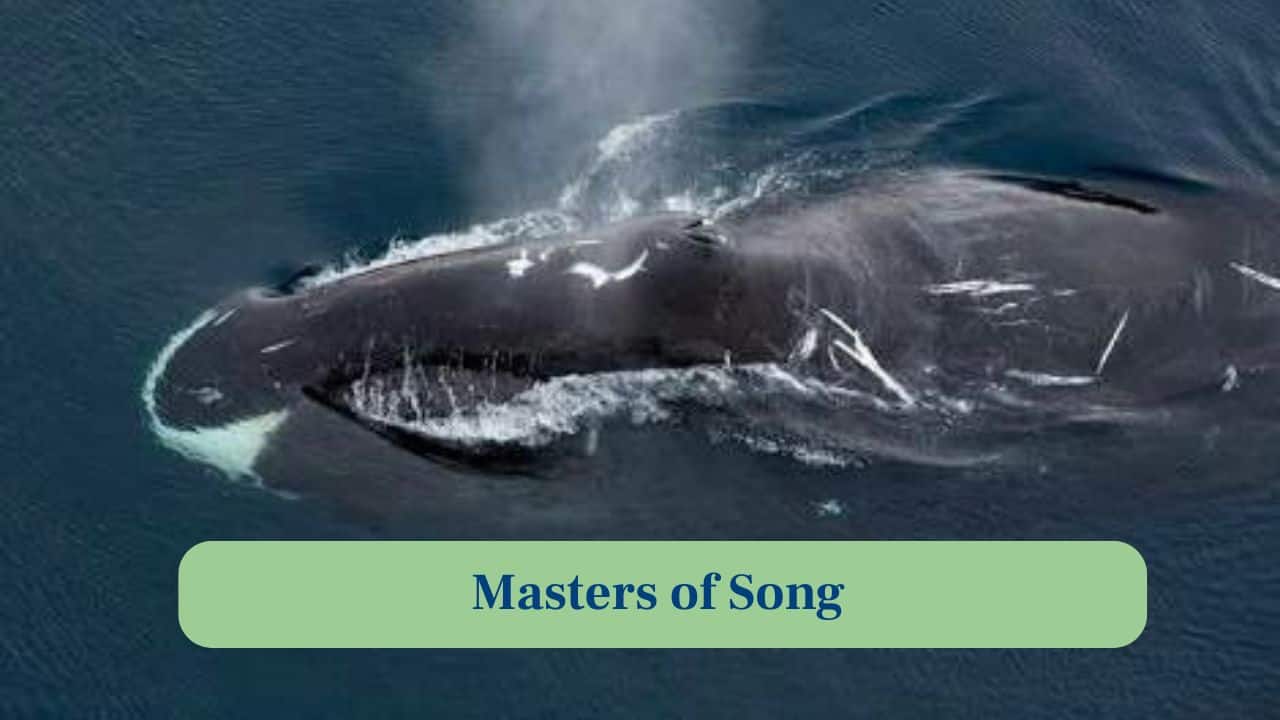 5. Masters of Song: Bowhead whales sing complex underwater songs during breeding season, communicating across vast Arctic distances with haunting, melodic calls. (Image: Canva)