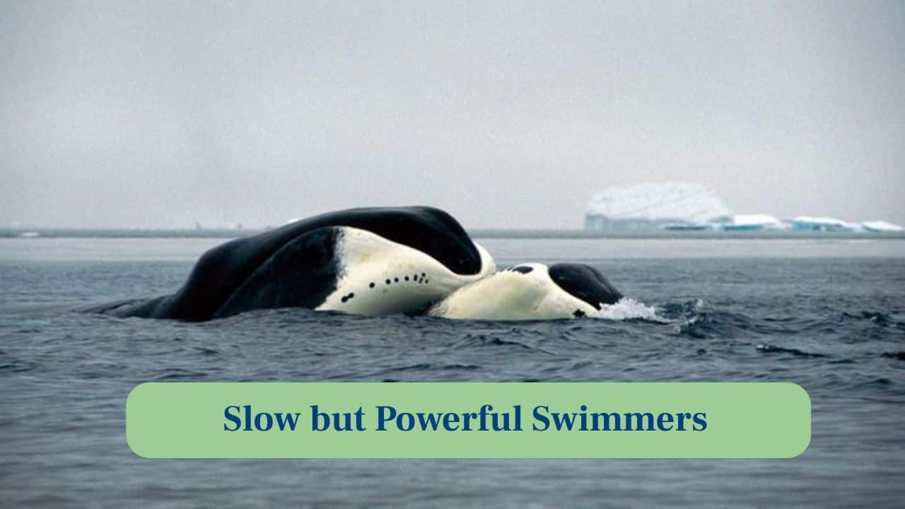 6. Slow but Powerful Swimmers: Despite their massive size, bowheads move slowly yet steadily, using enormous flukes to glide through icy waters effortlessly. (Image: Canva)
