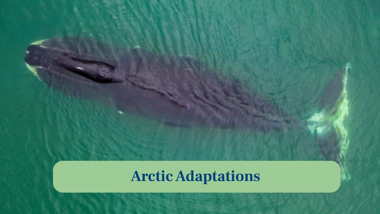 7. Arctic Adaptations: Their thick skulls, blubber and strong senses help them navigate darkness, cold, and constantly shifting sea-ice landscapes. (Image: Canva)