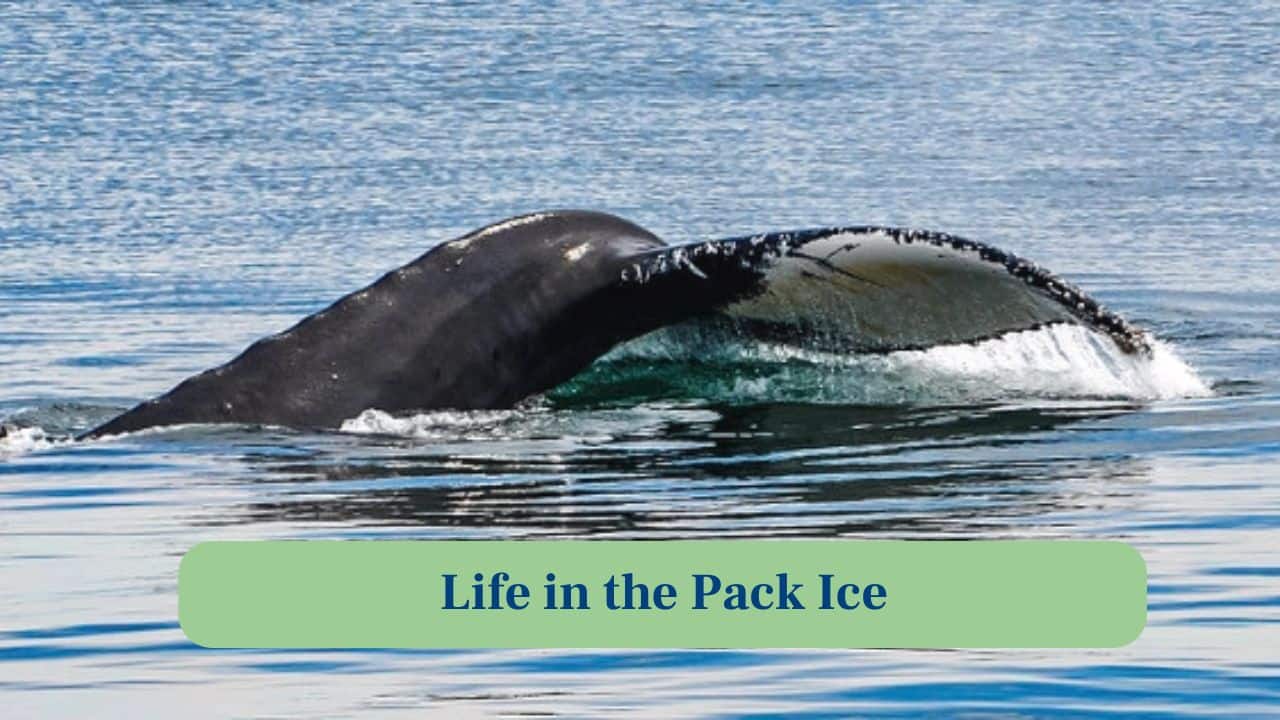 8. Life in the Pack Ice: Bowheads rely on breathing holes in shifting ice, showing exceptional awareness of frozen ocean dynamics for survival. (Image: Canva)