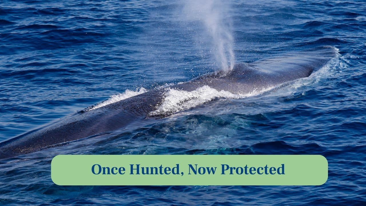 10. Once hunted, Now Protected: After centuries of whaling, global conservation efforts have helped bowhead populations recover across Arctic regions steadily. (Image: Canva)
