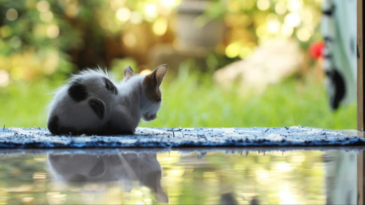 Outrage after China dumped over 1,100 cats in water reservoir, many died