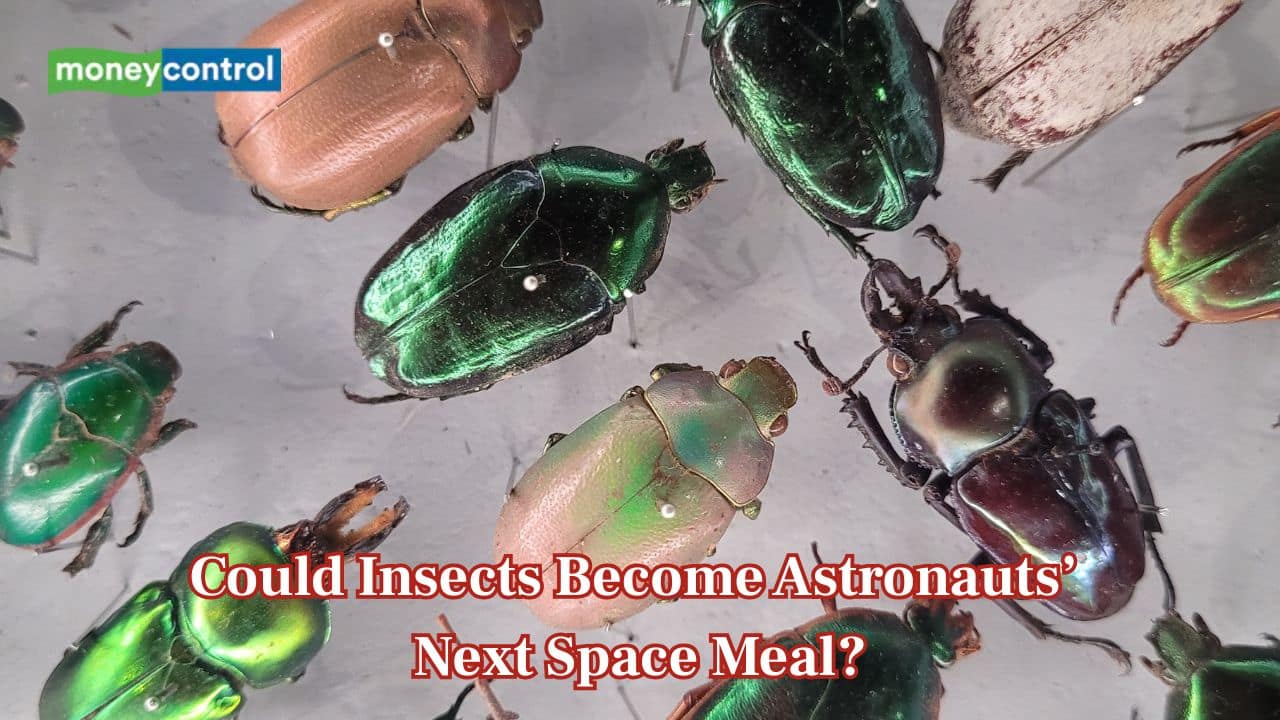 Bugs on the Space Menu: How insects could feed future astronauts