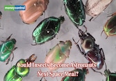 Bugs on the Space Menu: How insects could feed future astronauts