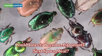 Could Insects Become Astronauts’ Next Space Meal? (Representative Image: Canva)