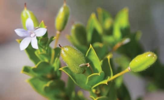 Marianthus aquilonaris (Image: Prendergast and Campbell 2025/Journal of Hymenoptera Research)