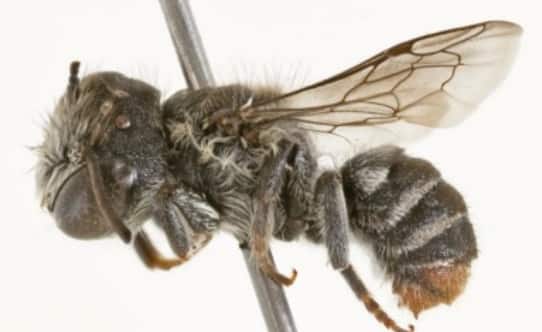 Lucifer bee (Image: Prendergast and Campbell 2025/Journal of Hymenoptera Research)