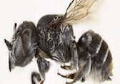 New horned ‘Lucifer Bee’ discovered in wildlands of Australia