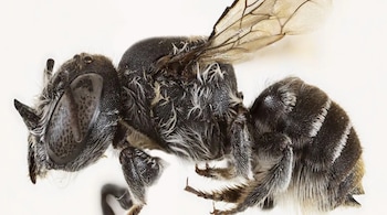 Devilish Horned Bee found in Western Australia (Image: Kit Prendergast)