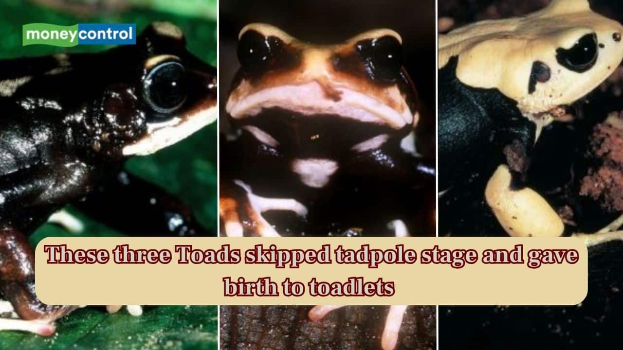 These three toad species skipped tadpole stage and gave birth to toadlets-Here is what study says