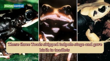 Nectophrynoides saliensis, Nectophrynoides luhomeroensis and Nectophrynoides uhehe (Image: National History Museum)