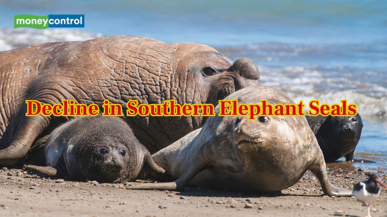 Sudden drop in numbers of Southern Elephant Seal shocked scientists