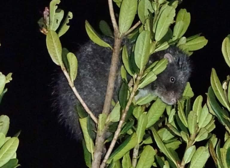 Massive Woolly Rat thought lost for decades, spotted in New Guinea