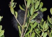 Massive Woolly Rat thought lost for decades, spotted in New Guinea