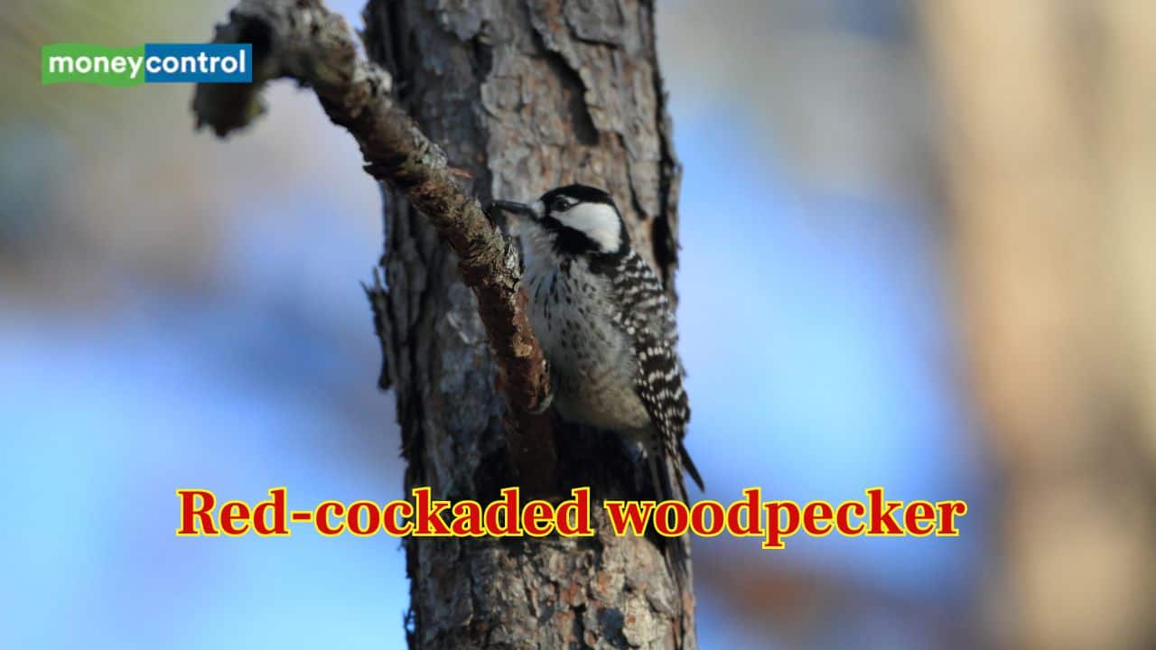 Red-cockaded woodpecker may make comeback in Tennessee