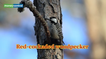 Red-cockaded woodpecker (Image: Canva)