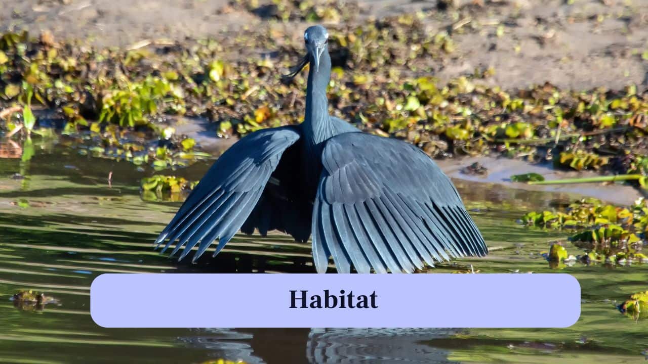 2. Habitat: These birds live in shallow lakes, rivers, and wetlands across Africa and Madagascar, preferring sunny areas near water. (Image: Canva)