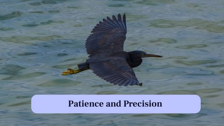3. Patience and Precision: The heron stands still and waits, using incredible patience and precise timing to snatch fish from the water. (Image: Canva)