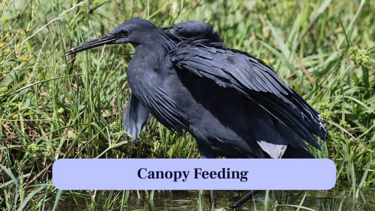 7. Canopy Feeding: The bird spreads its wings over water to form a shadow, forcing fish toward the center, making hunting easier. (Image: Canva)