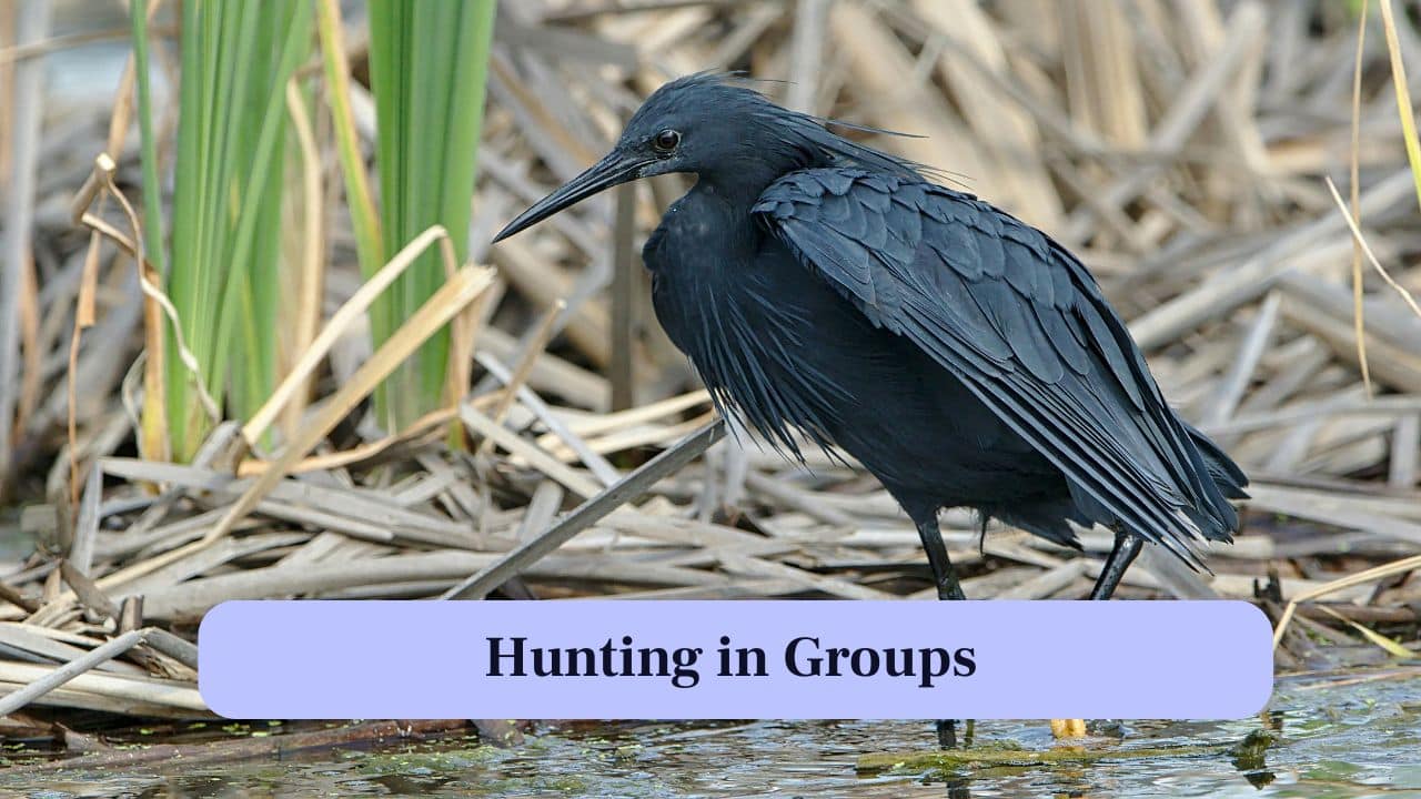 7. Hunting in Groups: Sometimes Black Herons fish in groups, synchronising wings to maximize shaded area, improving chances of catching more fish. (Image: Canva)