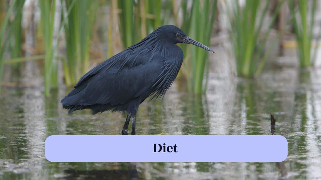 8. Diet: They mainly feed on small fish, frogs and aquatic insects, making them highly skilled predators in shallow waters. (Image: Canva)