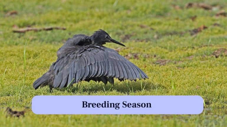 10. Breeding Season: During breeding, they build stick nests in trees near water and may teach young ones basic fishing skills. (Image: Canva)