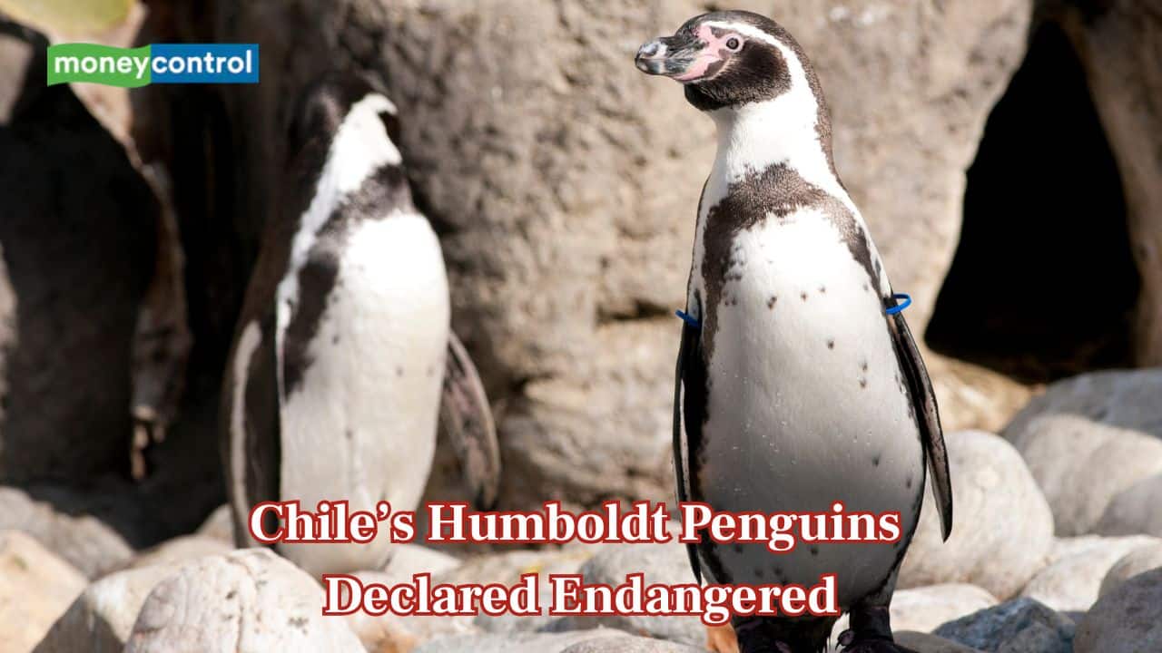 Chile’s humboldt penguins declared endangered as scientists warn of rapid decline