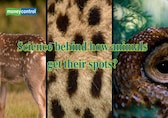 Science behind how animals develop their unique spots and patterns
