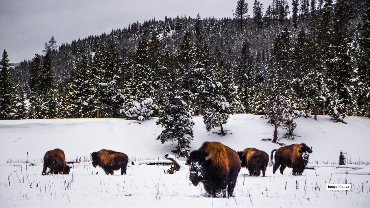 1. Yellowstone National Park, USA Yellowstone turns surreal in winter — where steaming geysers pierce icy air and herds of bison march stoically through snow-laden meadows. Its wide-open landscapes and soft, diffused light make it ideal for moody, cinematic wildlife portraits. Keep your lens ready for wolves, elk, and coyotes wandering through frosted plains under the dramatic shadows of snow-draped pines.
