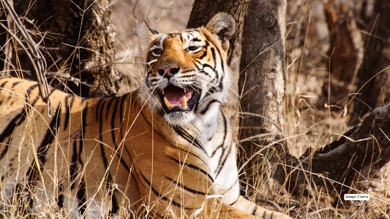 3. Ranthambore National Park, India One of India’s most iconic tiger reserves, Ranthambore offers exceptional photography opportunities during the cool winter months. The crisp morning air and misty grasslands lend a mystical aura to every frame. Tigers, leopards, and deer roam through ancient ruins and sunlit forests — creating timeless compositions. From November to February, visibility peaks, making it the perfect season to track the elusive Royal Bengal Tiger.