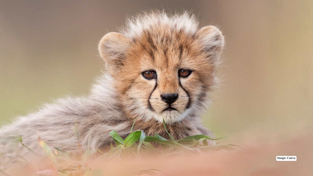 4. Kruger National Park, South Africa Winter in Kruger (May to September) is the dry season — a gift for wildlife photographers. With sparse foliage and shrinking waterholes, Africa’s Big Five — lions, leopards, elephants, rhinos, and buffalo — are easier to spot. Early morning safaris bathe the savannah in golden light, perfect for capturing both drama and serenity in every shot.4. Kruger National Park, South Africa Winter in Kruger (May to September) is the dry season — a gift for wildlife photographers. With sparse foliage and shrinking waterholes, Africa’s Big Five — lions, leopards, elephants, rhinos, and buffalo — are easier to spot. Early morning safaris bathe the savannah in golden light, perfect for capturing both drama and serenity in every shot.