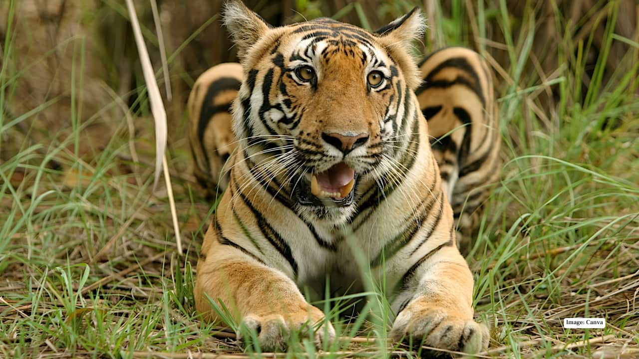 7. Kanha National Park, India Kanha’s vast meadows and lush sal forests shimmer under winter’s soft sunlight. Misty mornings reveal herds of spotted deer and barasingha (swamp deer), while the Bengal tiger prowls through golden grass. The interplay of light and shadow here creates spellbinding compositions, making Kanha a must-visit for those seeking both drama and tranquility in their wildlife shots.