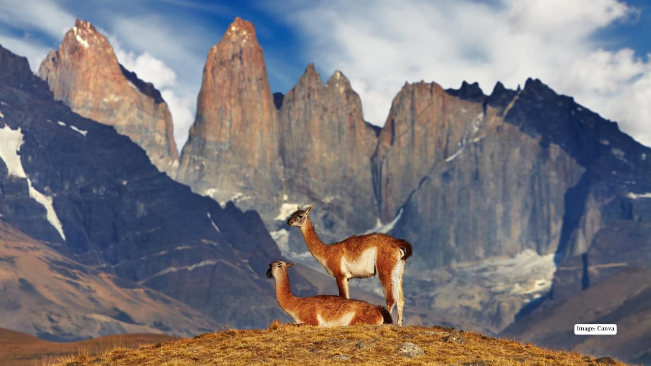 9. Torres del Paine National Park, Chile Down in Chilean Patagonia, Torres del Paine offers some of the planet’s most dramatic winter vistas. Here, guanacos graze beneath snow-capped granite towers, while pumas roam the icy plains. The mood swings between fierce and serene — with piercing winds, sudden sunlight, and still reflections that challenge and reward photographers in equal measure.