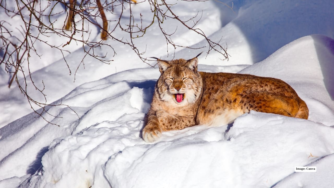 10. Ranua Wildlife Park, Finland For a touch of Arctic enchantment, Ranua in Finnish Lapland is a dream come true. This wildlife park lets photographers ethically capture polar bears, lynx, snowy owls, and reindeer in natural-like settings. During the day, the sky glows in pastel shades of pink and lavender; by night, the Northern Lights sweep across the horizon, adding the final flourish to your perfect winter shot.