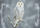 10 best national parks for stunning winter wildlife photography