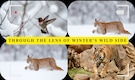 10 best national parks for stunning winter wildlife photography